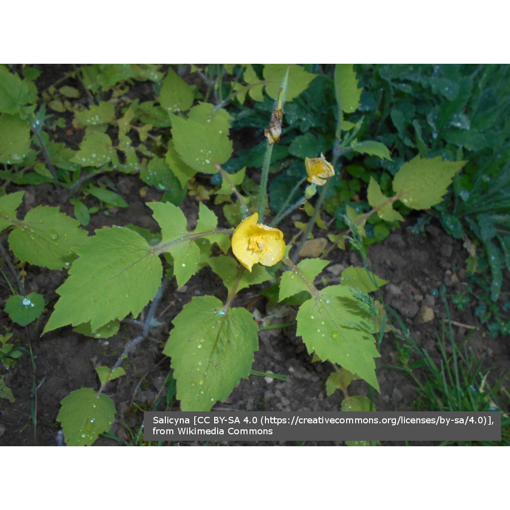 Perennials ~ Stylophorum lasiocarpum, Chinese Celandine Poppy ~ Dancing Oaks Nursery and Gardens ~ Retail Nursery ~ Mail Order Nursery