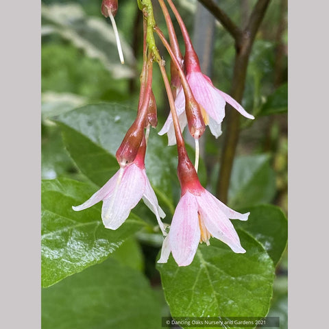 Styrax japonicus 'Pink Trinket', Dwarf Japanese Snowbell Shrub