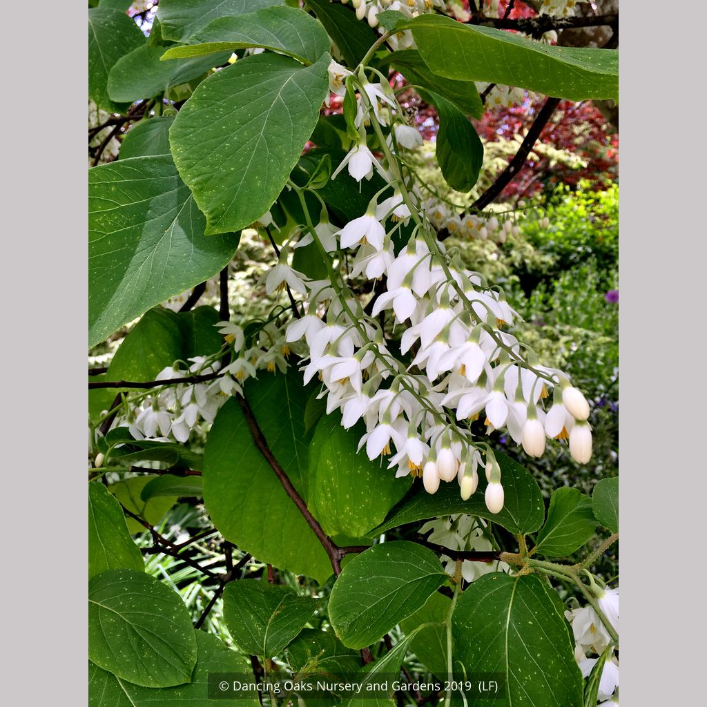 Styrax Obassia Fragrant Snowbell Dancing Oaks Nursery And Gardens 9457