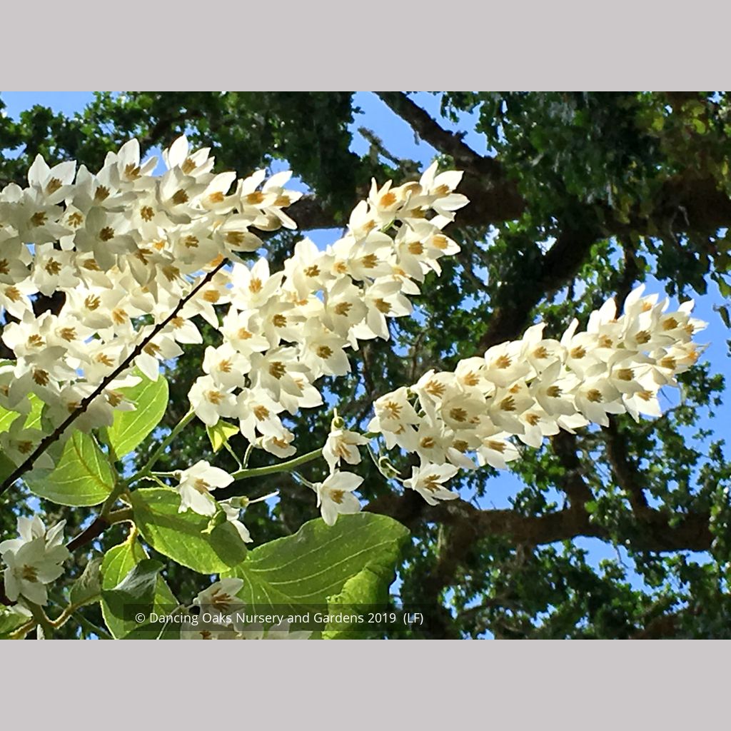 Styrax obassia, Fragrant Snowbell