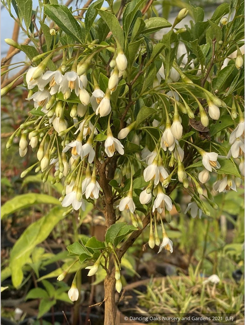 Trees ~ Styrax japonicus 'Snow Drops', Dwarf Japanese Snowbell ~ Dancing Oaks Nursery and Gardens ~ Retail Nursery ~ Mail Order Nursery