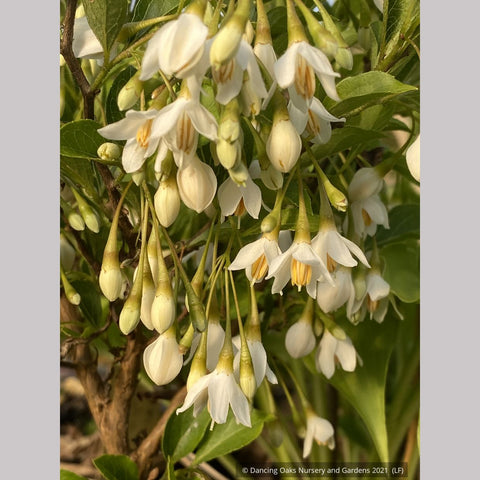Trees ~ Styrax japonicus 'Snow Drops', Dwarf Japanese Snowbell ~ Dancing Oaks Nursery and Gardens ~ Retail Nursery ~ Mail Order Nursery
