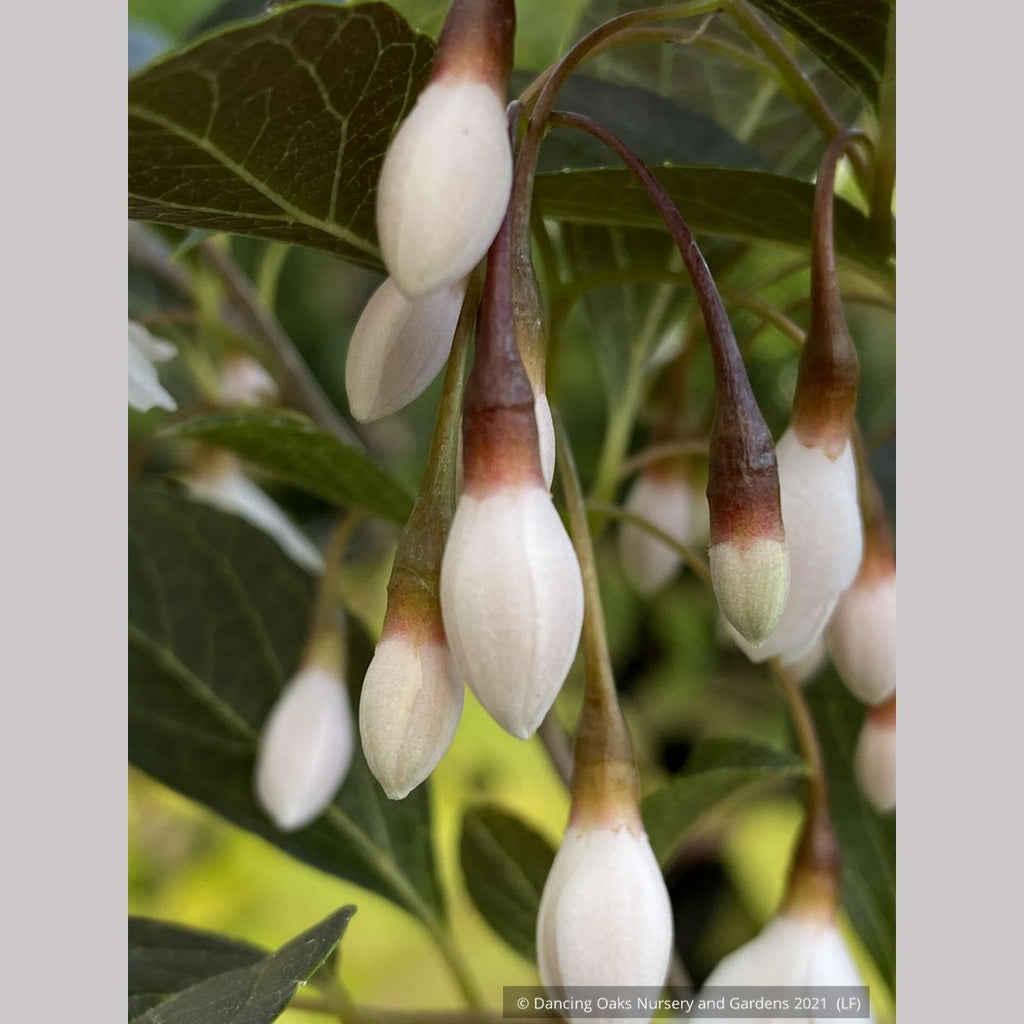 Styrax Japonicus Evening Light Japanese Snowbell Dancing Oaks Nursery And Gardens 5563