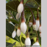 Trees ~ Styrax japonicus 'Evening Light', Japanese Snowbell ~ Dancing Oaks Nursery and Gardens ~ Retail Nursery ~ Mail Order Nursery
