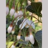 Trees ~ Styrax japonicus 'Evening Light', Japanese Snowbell ~ Dancing Oaks Nursery and Gardens ~ Retail Nursery ~ Mail Order Nursery
