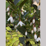 Trees ~ Styrax japonicus 'Evening Light', Japanese Snowbell ~ Dancing Oaks Nursery and Gardens ~ Retail Nursery ~ Mail Order Nursery