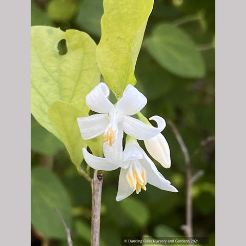 Styrax wilsonii, Wilson's Snowbell