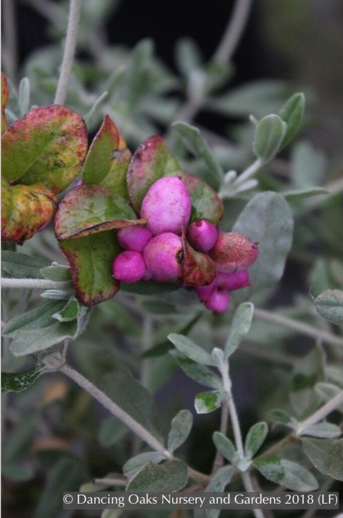Shrubs ~ Symphoricarpos x doorenbossii 'Magic Berry', Magic Berry, Coralberry (Snowberry) ~ Dancing Oaks Nursery and Gardens ~ Retail Nursery ~ Mail Order Nursery