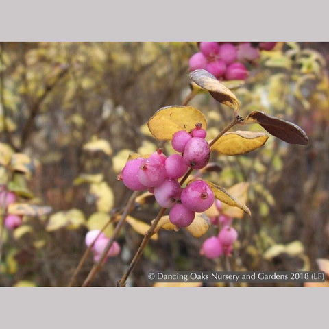 Shrubs ~ Symphoricarpos x doorenbossii 'Magic Berry', Magic Berry, Coralberry (Snowberry) ~ Dancing Oaks Nursery and Gardens ~ Retail Nursery ~ Mail Order Nursery