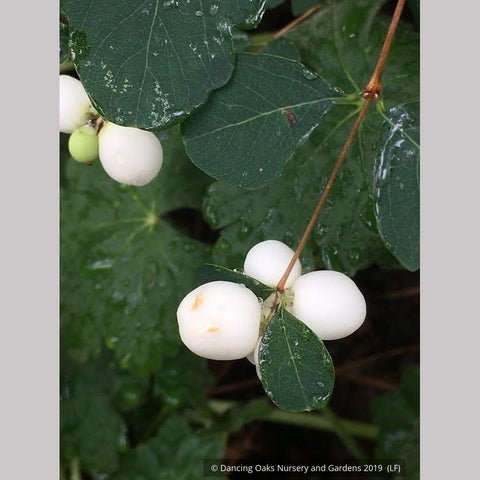 Shrubs ~ Symphoricarpos albus, Snowberry ~ Dancing Oaks Nursery and Gardens ~ Retail Nursery ~ Mail Order Nursery