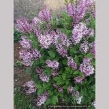 Shrubs ~ Syringa patula 'Miss Kim', Dwarf Lilac ~ Dancing Oaks Nursery and Gardens ~ Retail Nursery ~ Mail Order Nursery