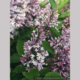 Shrubs ~ Syringa patula 'Miss Kim', Dwarf Lilac ~ Dancing Oaks Nursery and Gardens ~ Retail Nursery ~ Mail Order Nursery