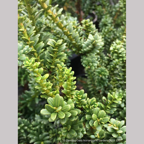 Shrubs ~ Taxus baccata 'Amersfoort', English Yew ~ Dancing Oaks Nursery and Gardens ~ Retail Nursery ~ Mail Order Nursery
