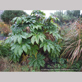 Perennials ~ Tetrapanax papyrifera 'Steroidal Giant', Paper Bush ~ Dancing Oaks Nursery and Gardens ~ Retail Nursery ~ Mail Order Nursery