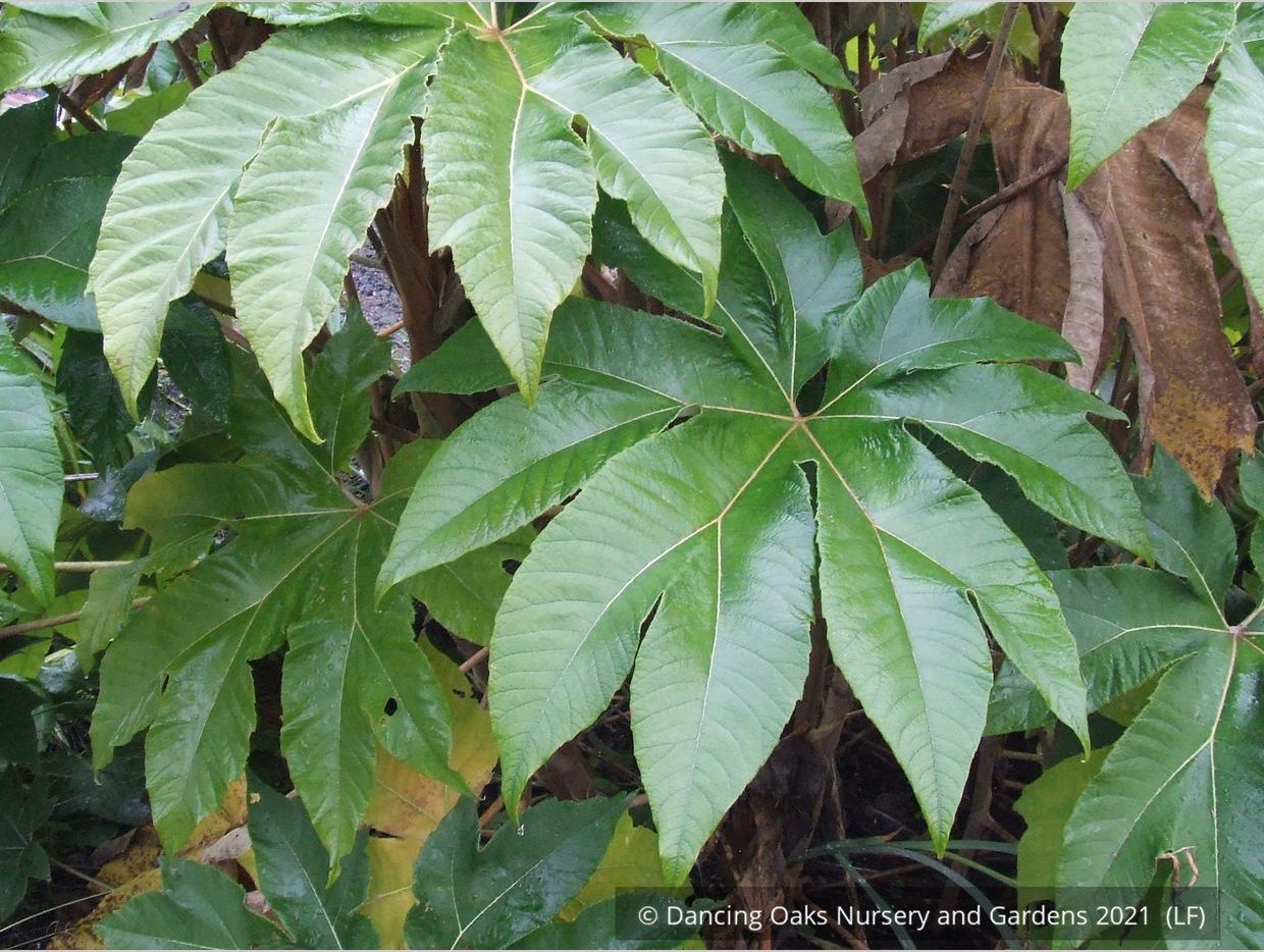 Perennials ~ Tetrapanax papyrifera 'Steroidal Giant', Paper Bush ~ Dancing Oaks Nursery and Gardens ~ Retail Nursery ~ Mail Order Nursery