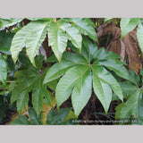 Perennials ~ Tetrapanax papyrifera 'Steroidal Giant', Paper Bush ~ Dancing Oaks Nursery and Gardens ~ Retail Nursery ~ Mail Order Nursery