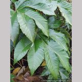 Perennials ~ Tetrapanax papyrifera 'Steroidal Giant', Paper Bush ~ Dancing Oaks Nursery and Gardens ~ Retail Nursery ~ Mail Order Nursery