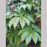 Perennials ~ Tetrapanax papyrifera 'Steroidal Giant', Paper Bush ~ Dancing Oaks Nursery and Gardens ~ Retail Nursery ~ Mail Order Nursery