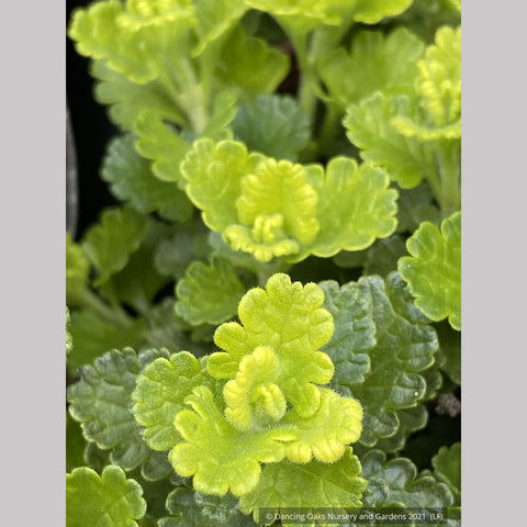 Perennials ~ Teucrium chamaedrys 'Summer Sunshine', Germander ~ Dancing Oaks Nursery and Gardens ~ Retail Nursery ~ Mail Order Nursery