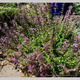 Perennials ~ Teucrium chamaedrys, Wall Germander ~ Dancing Oaks Nursery and Gardens ~ Retail Nursery ~ Mail Order Nursery