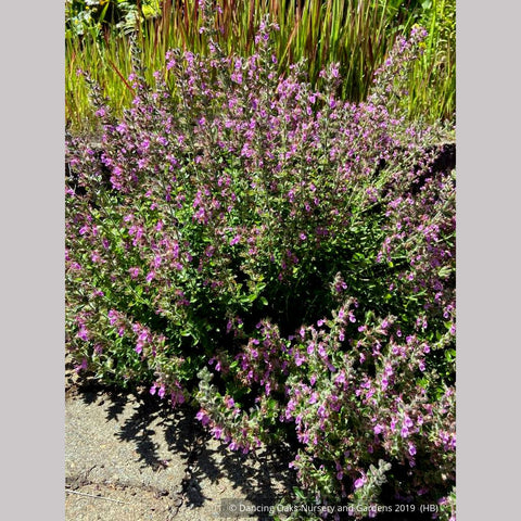 Perennials ~ Teucrium chamaedrys, Wall Germander ~ Dancing Oaks Nursery and Gardens ~ Retail Nursery ~ Mail Order Nursery