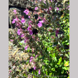 Perennials ~ Teucrium chamaedrys, Wall Germander ~ Dancing Oaks Nursery and Gardens ~ Retail Nursery ~ Mail Order Nursery