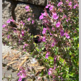 Perennials ~ Teucrium chamaedrys, Wall Germander ~ Dancing Oaks Nursery and Gardens ~ Retail Nursery ~ Mail Order Nursery