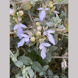 Shrubs ~ Teucrium fruticans, Silver Germander ~ Dancing Oaks Nursery and Gardens ~ Retail Nursery ~ Mail Order Nursery