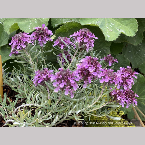 Perennials ~ Teucrium aroanium, Gray Creeping Germander ~ Dancing Oaks Nursery and Gardens ~ Retail Nursery ~ Mail Order Nursery