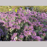 Perennials ~ Teucrium aroanium, Gray Creeping Germander ~ Dancing Oaks Nursery and Gardens ~ Retail Nursery ~ Mail Order Nursery