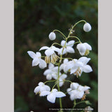 Perennials ~ Thalictrum delavayi - white seedlings, Meadow Rue ~ Dancing Oaks Nursery and Gardens ~ Retail Nursery ~ Mail Order Nursery