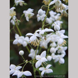 Perennials ~ Thalictrum delavayi - white seedlings, Meadow Rue ~ Dancing Oaks Nursery and Gardens ~ Retail Nursery ~ Mail Order Nursery