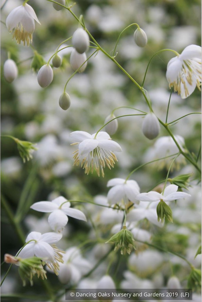 Perennials ~ Thalictrum delavayi - white seedlings, Meadow Rue ~ Dancing Oaks Nursery and Gardens ~ Retail Nursery ~ Mail Order Nursery
