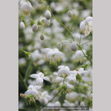 Perennials ~ Thalictrum delavayi - white seedlings, Meadow Rue ~ Dancing Oaks Nursery and Gardens ~ Retail Nursery ~ Mail Order Nursery