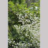Perennials ~ Thalictrum delavayi - white seedlings, Meadow Rue ~ Dancing Oaks Nursery and Gardens ~ Retail Nursery ~ Mail Order Nursery