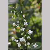 Perennials ~ Thalictrum delavayi - white seedlings, Meadow Rue ~ Dancing Oaks Nursery and Gardens ~ Retail Nursery ~ Mail Order Nursery