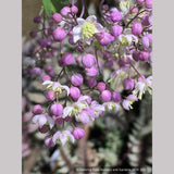 Perennials ~ Thalictrum 'Elin', Meadow Rue ~ Dancing Oaks Nursery and Gardens ~ Retail Nursery ~ Mail Order Nursery