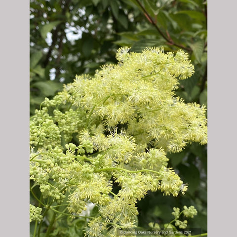 Thalictrum lucidum, Shining Meadow Rue