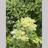 Thalictrum lucidum, Shining Meadow Rue