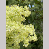 Thalictrum lucidum, Shining Meadow Rue