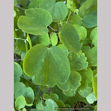 Thalictrum rochebruneanum var grandisepalum, Meadow Rue