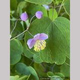 Thalictrum rochebruneanum var grandisepalum, Meadow Rue