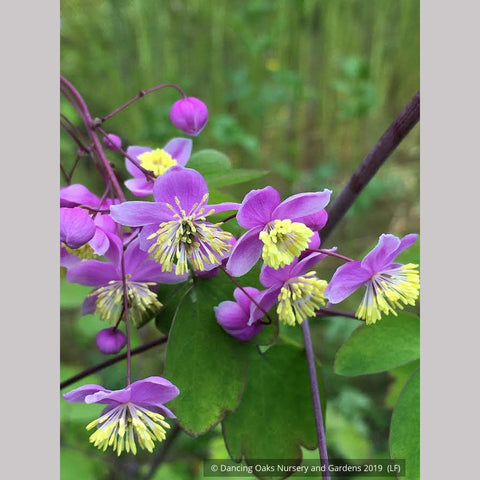 Perennials ~ Thalictrum rochebruneanum, Meadow Rue ~ Dancing Oaks Nursery and Gardens ~ Retail Nursery ~ Mail Order Nursery