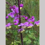 Perennials ~ Thalictrum rochebruneanum, Meadow Rue ~ Dancing Oaks Nursery and Gardens ~ Retail Nursery ~ Mail Order Nursery