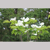 Trees ~ Cornus x Venus®, Venus Dogwood ~ Dancing Oaks Nursery and Gardens ~ Retail Nursery ~ Mail Order Nursery