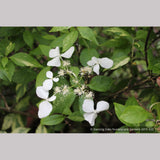 Shrubs ~ Hydrangea scandens 'Fragrant Splash', Hydrangea ~ Dancing Oaks Nursery and Gardens ~ Retail Nursery ~ Mail Order Nursery