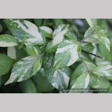Shrubs ~ Hydrangea scandens 'Fragrant Splash', Hydrangea ~ Dancing Oaks Nursery and Gardens ~ Retail Nursery ~ Mail Order Nursery