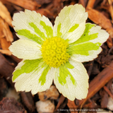 Perennials ~ Hacquetia epipactis 'Thor' ~ Dancing Oaks Nursery and Gardens ~ Retail Nursery ~ Mail Order Nursery