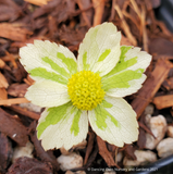 Perennials ~ Hacquetia epipactis 'Thor' ~ Dancing Oaks Nursery and Gardens ~ Retail Nursery ~ Mail Order Nursery