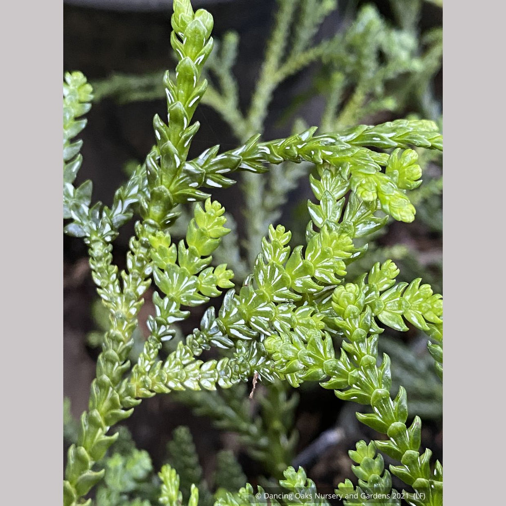 Thujopsis dolobrata, Elkhorn Cypress or Hiba Arborvitae – Dancing